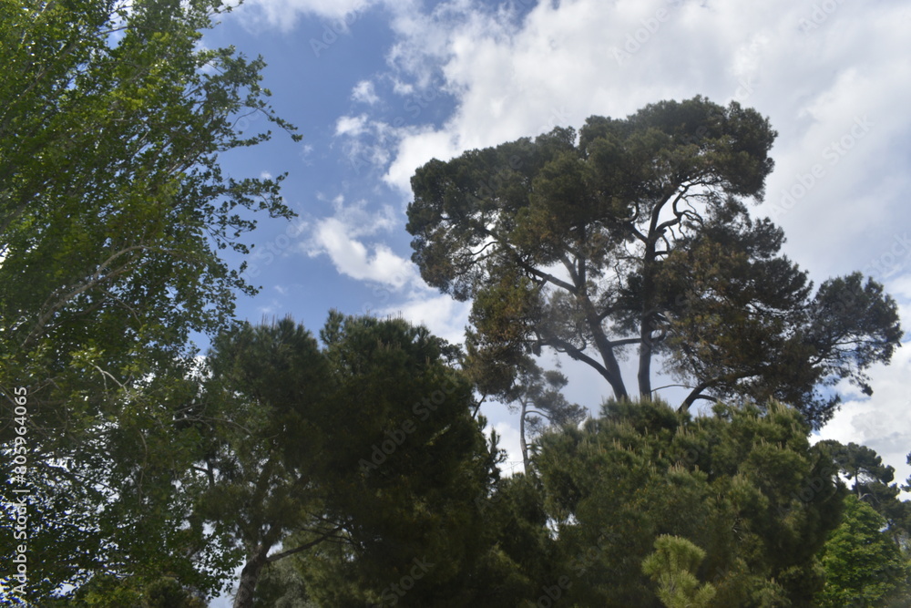 Obraz premium sky and trees