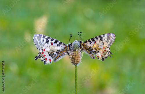 Forest Scallop butterfly (Zerynthia cerisyi) on plant