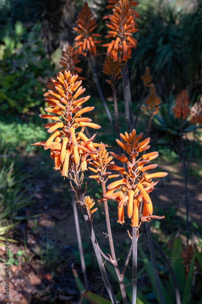 Large red aloe flowers. The end of winter and the beginning of spring in California. Large red aloe flowers. The end of winter and the beginning of spring in California.