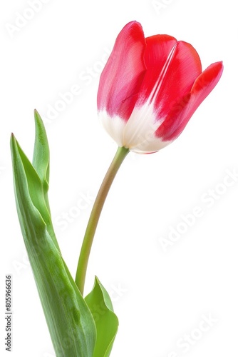 Flower Stem. Red Tulip with White Background in Spring Closeup View