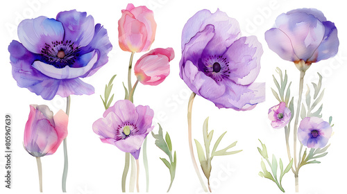 set of purple and pink garden flowers close-up  watercolor illustration on white background 
