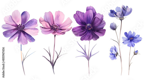 set of purple and pink garden flowers close-up, watercolor illustration on white background  © Ziyan Yang