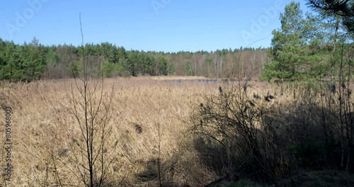 Lake landscape with reeds and woods