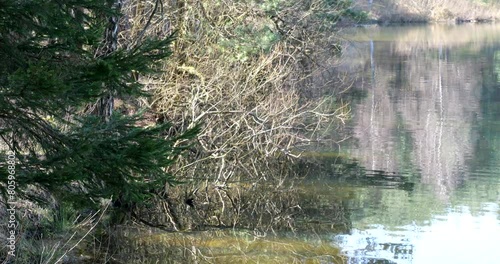 Forest lake with beatufil nature