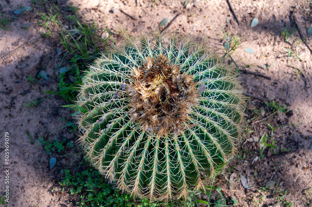 large round cactus outdoors in the park large round cactus outdoors in the park
