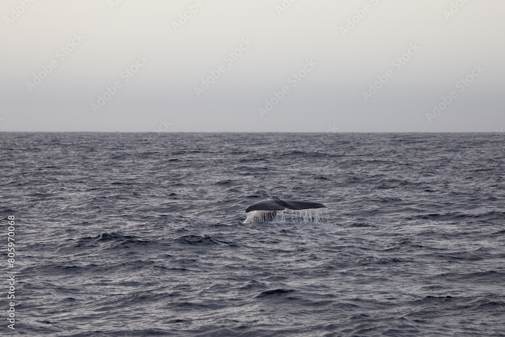 Fototapeta premium Sperm whale tail appearing during the dive in the arctic waters