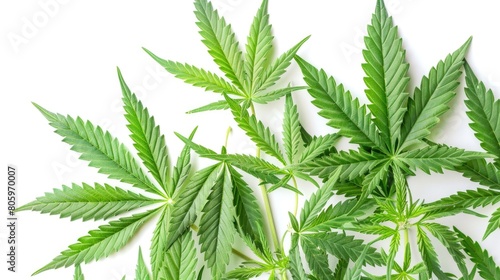 Cannabis On White. Isolated Green Leaves of Hemp Plant on White Surface