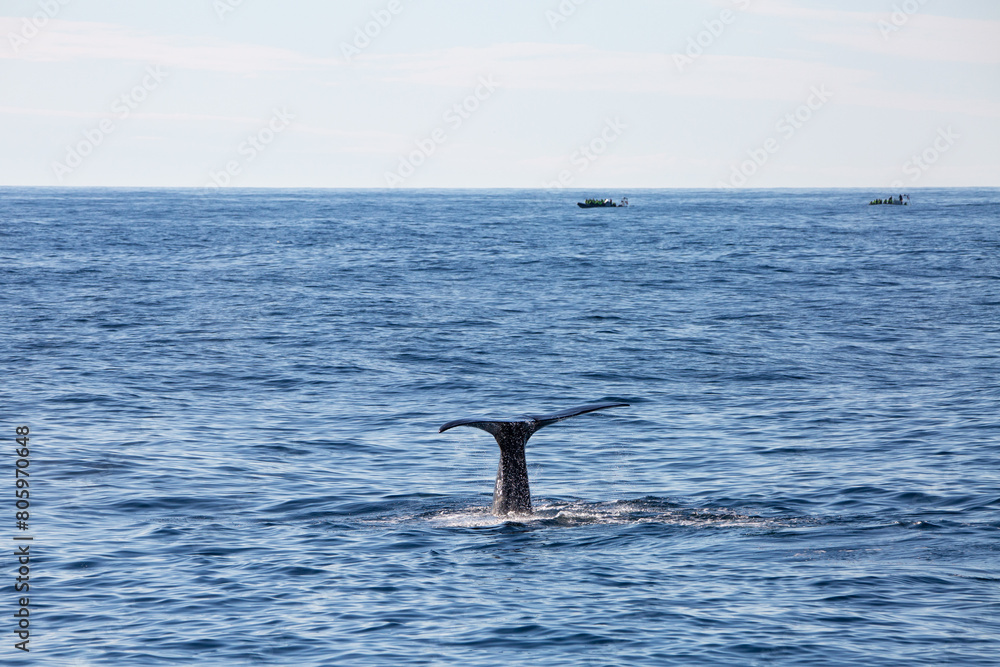 Fototapeta premium Sperm whale tail appearing during the dive in the arctic waters