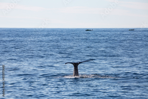 Sperm whale tail appearing during the dive in the arctic waters