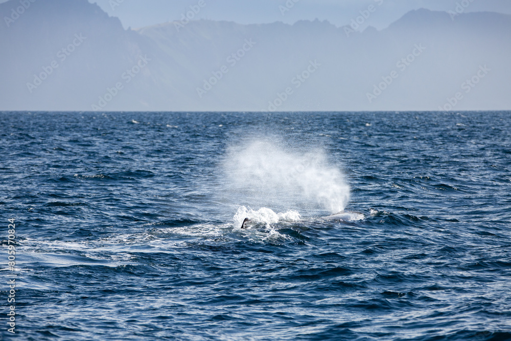 Sperm whale tail appearing during the dive in the arctic waters