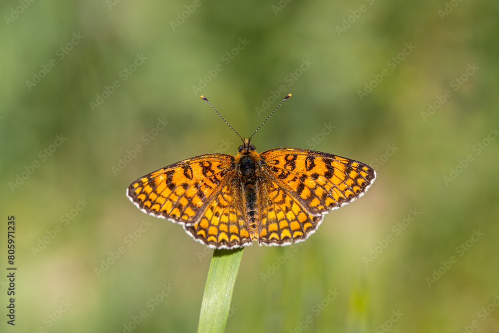 Obraz premium Algerian Iparhan butterfly (Melitaea ornata) sunbathing on a plant