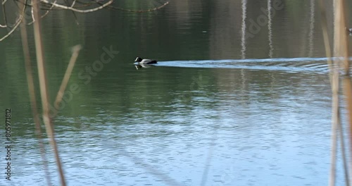 Grebe enjoys the sunny lake