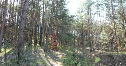 Morning in the woods of Bavaria