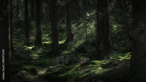 Sun shining through branches. © RafaPeltoniemi