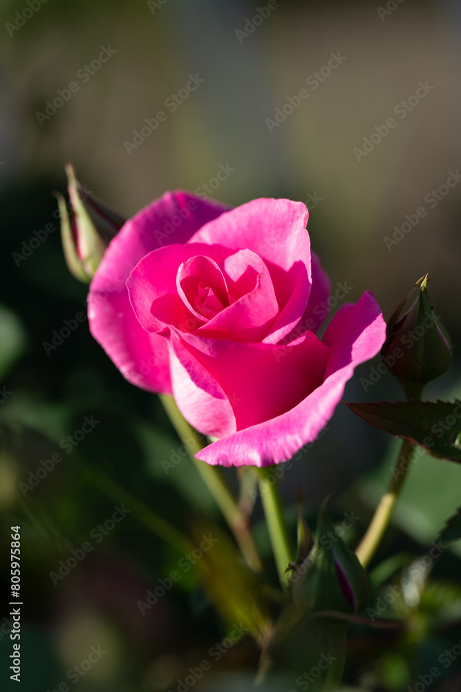 Fototapeta premium 薔薇