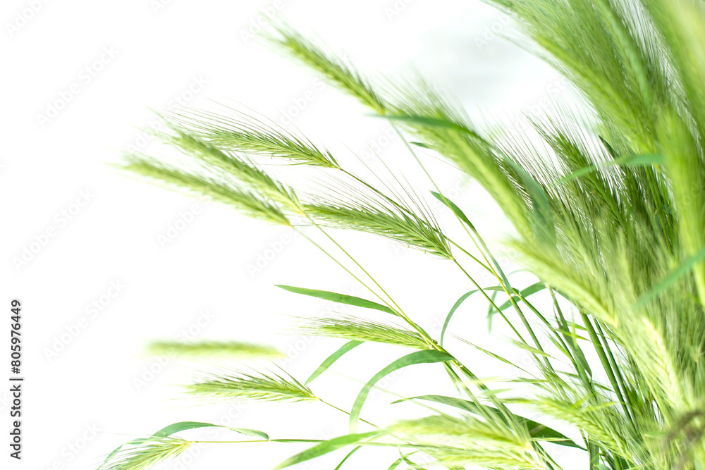 green ears of grass on a white background. green ears of grass on a white background.