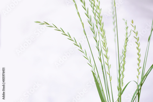green ears of grass on a white background.