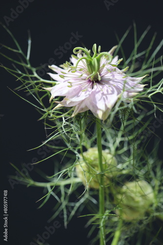 pink and white flower