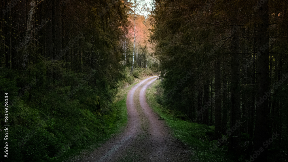 Road through the Woods. Road through the Woods.