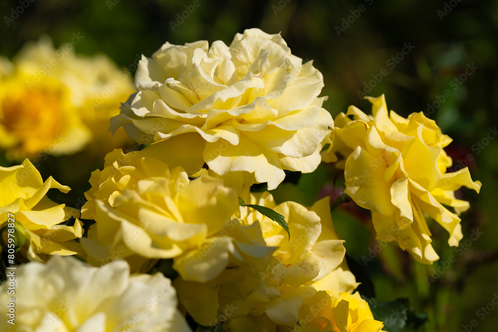 薔薇 薔薇
