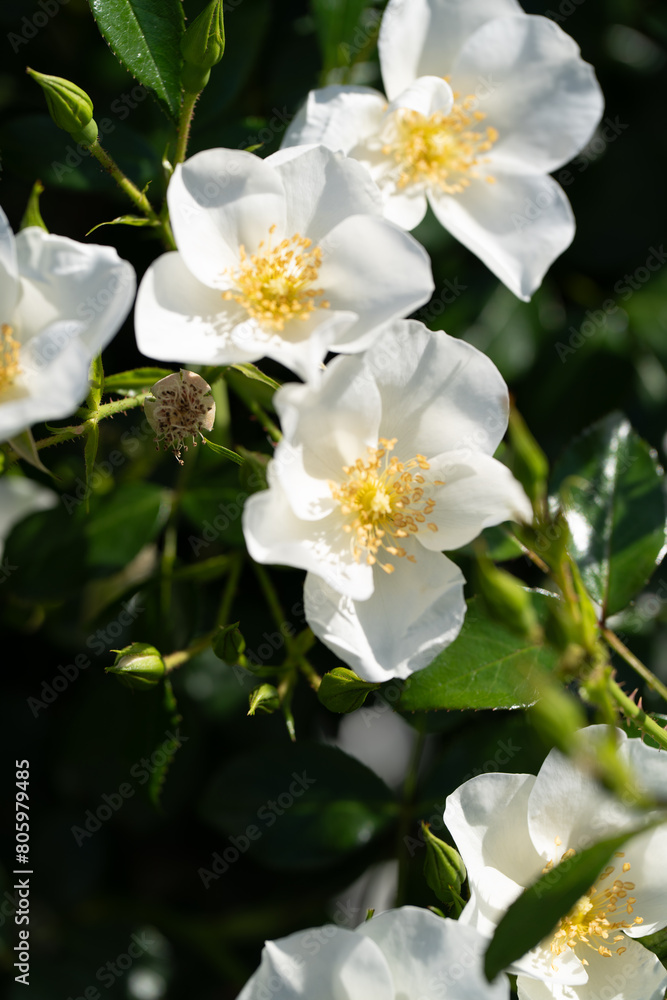 薔薇 薔薇