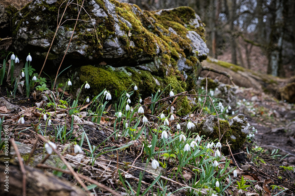 White snowdrop, Little Carpathians, Slovakia White snowdrop, Little Carpathians, Slovakia