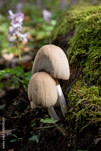 Mushroom scene, Little Carpathians, Slovakia