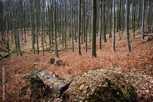 Little Carpathians scenery, Slovakia, seasonal natural scene