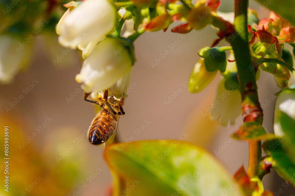 Obraz premium spring. Colorful plants, warm days, bees, butterfly, blueberries, lupine