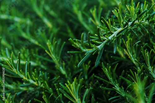 
A sprig of fragrant rosemary close-up.