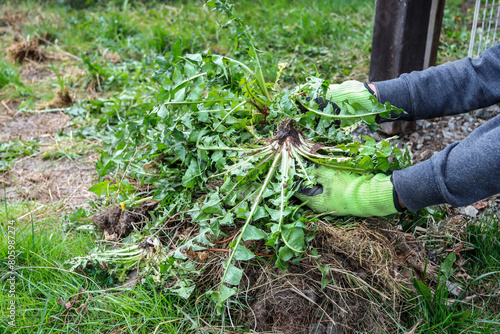 The gardener removes clumps of dandelions from the lawn that he does not like.