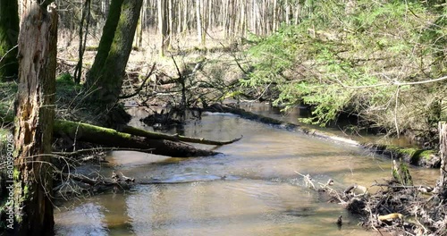 River in the woods