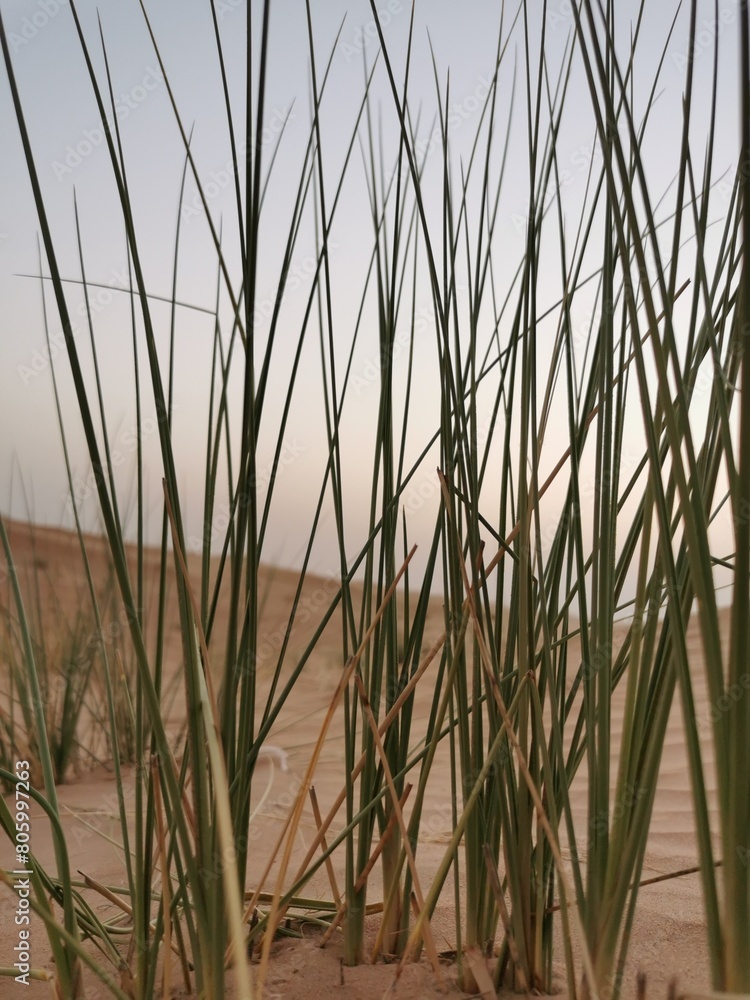 Obraz premium Grass in desert