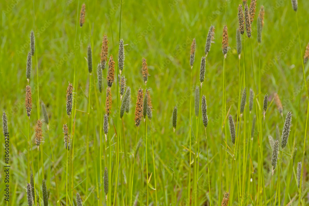 Field meadow foxtail grass in bloom, selective focus - Alopecurus pratensis Field meadow foxtail grass in bloom, selective focus - Alopecurus pratensis