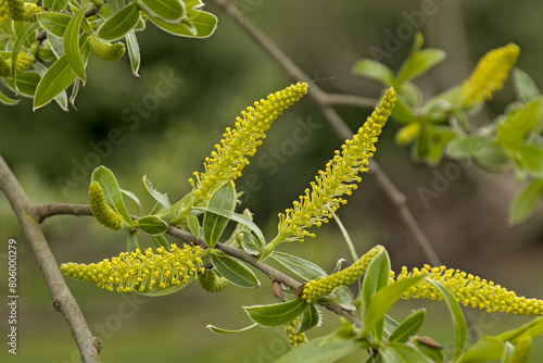  Young catkins and leafs of a white willow tree, selective focus with bokeh background - Salix alba photo