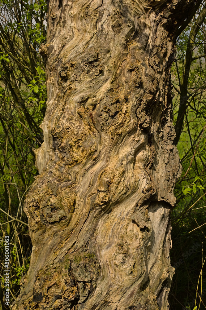 . Closeup of rough worn bark surface of an old willow 