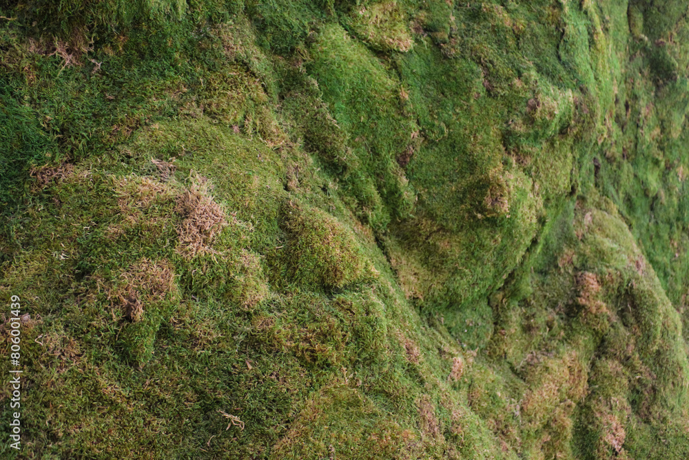 artificial moss texture wallpaper background artificial moss texture wallpaper background