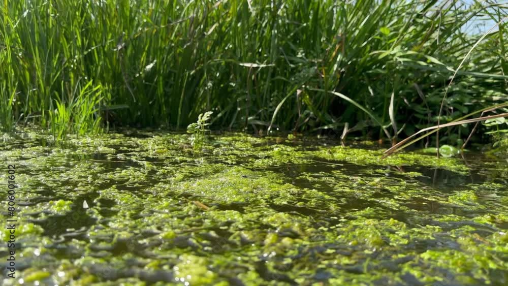 Movement over the green algae that covers swamp against backdrop of reeds that sway in summer wind Movement over the green algae that covers swamp against backdrop of reeds that sway in summer wind