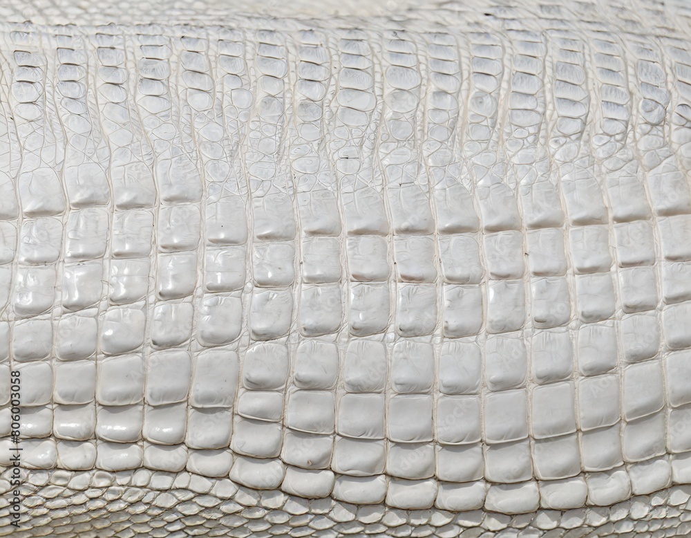 Fototapeta premium white crocodile scales skin texture