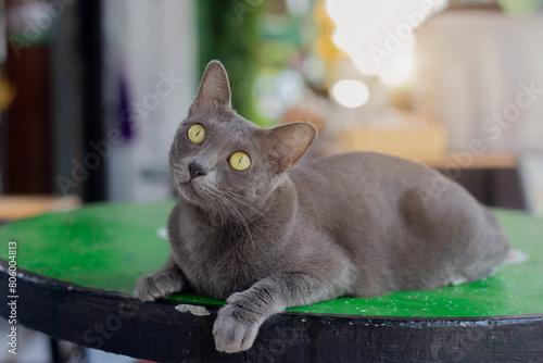 Fotografie Korat cat or gray cat on nature background.