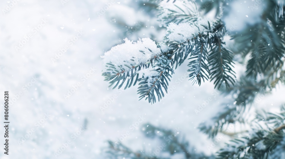 winter pine branches the snow. Christmas background winter pine branches the snow. Christmas background