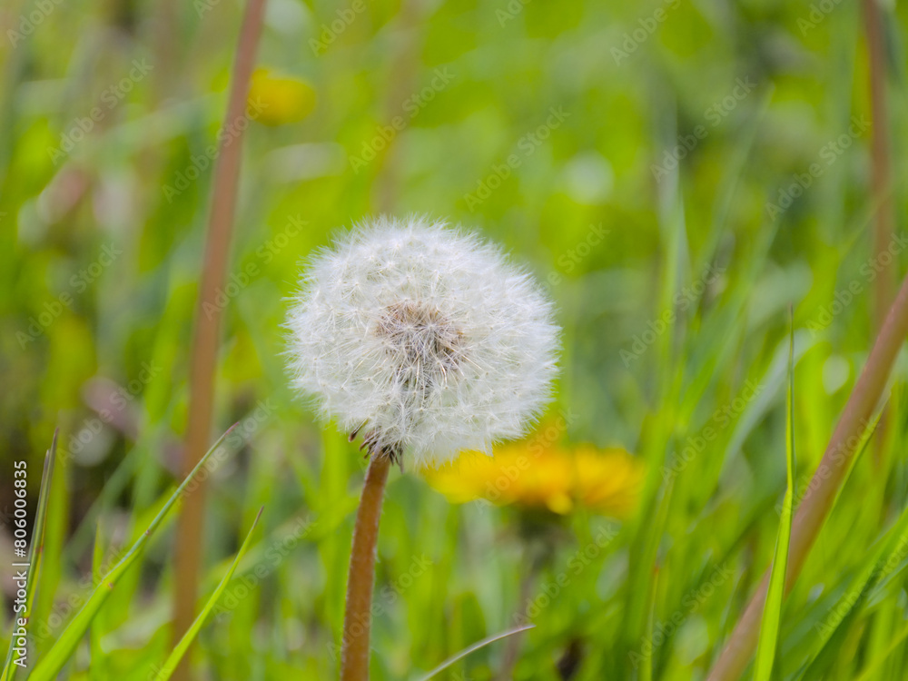 Closeup of a fluffy white dandelion clock, selective focus with bokeh grass background - Taraxacum officinale Closeup of a fluffy white dandelion clock, selective focus with bokeh grass background - Taraxacum officinale
