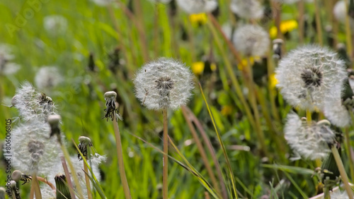 Field full of fluffy white dandelion clocks, selective focus with bokeh grass background - Taraxacum officinal photo