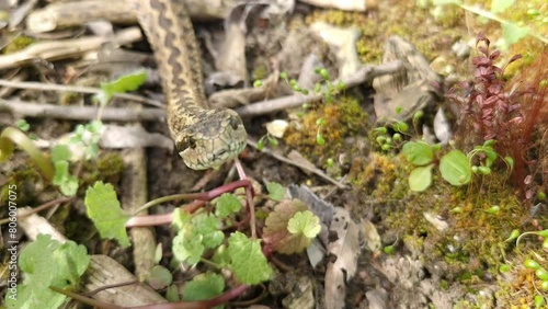 Hungarian meadow viper, its scientific name is Vipera ursinii rakosiensis photo