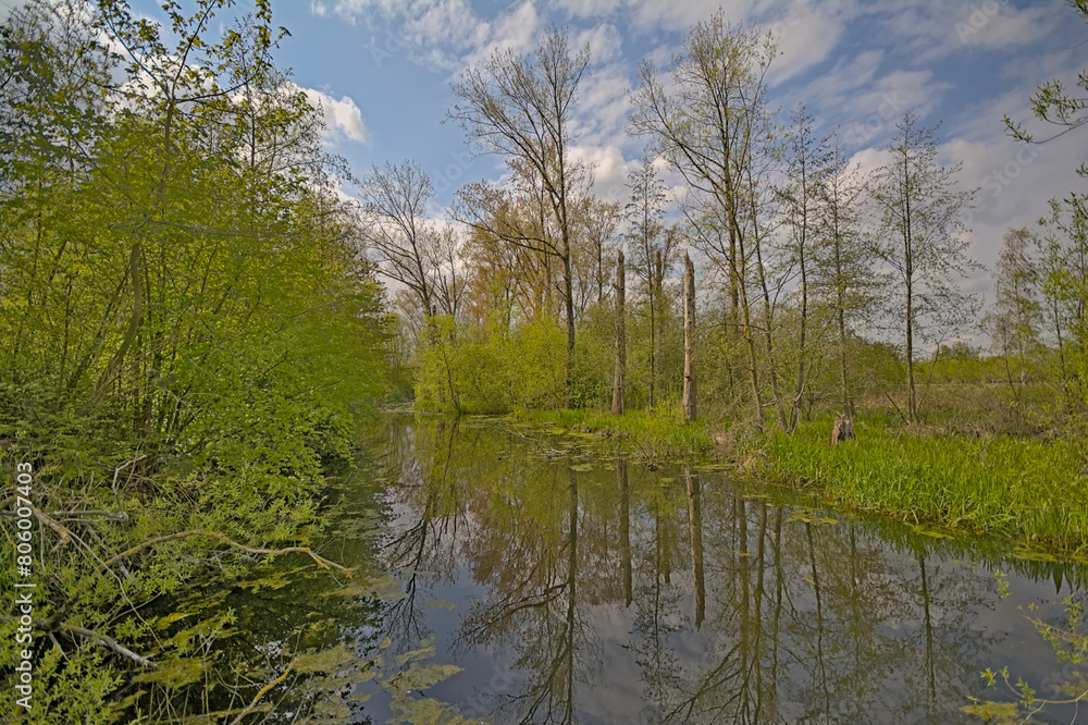 Fresh green spring trees reflecting in the water of a stream on a cloudy spring day in Bourgoyen nature reserve, Ghent, Flanders, Belgium 