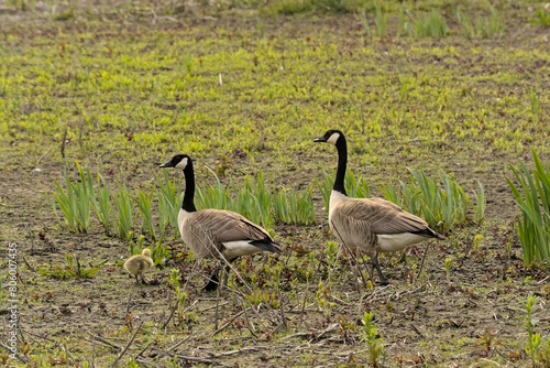 Canada goose couple holding guard in the marsh of Bourgoyen nature reserve, Ghent, Flanders, Belgium  photo