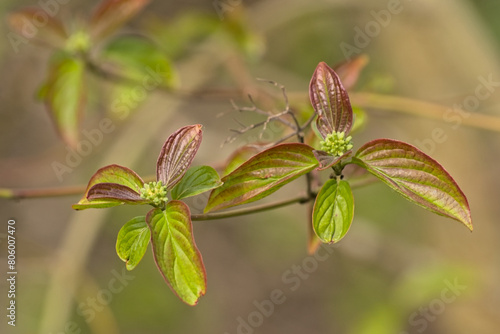 Red and green young common dogwood leaves and flower buds in spring, selective focus with bokeh background - Cornus sanguinea  photo