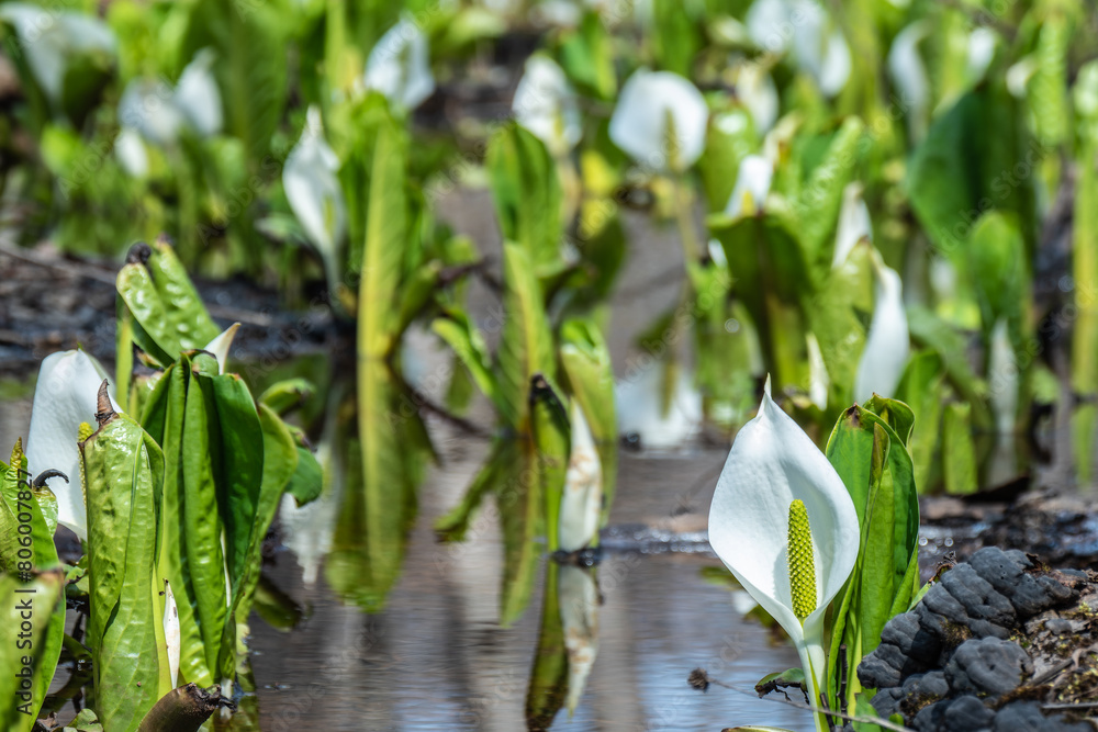 Obraz premium 大沼湖畔