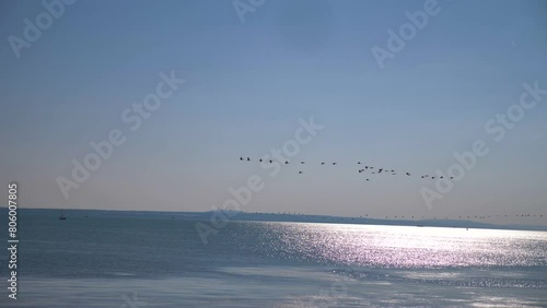 Birds migrate over the sea, seagulls