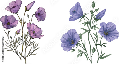 Linum botanical illustration photo